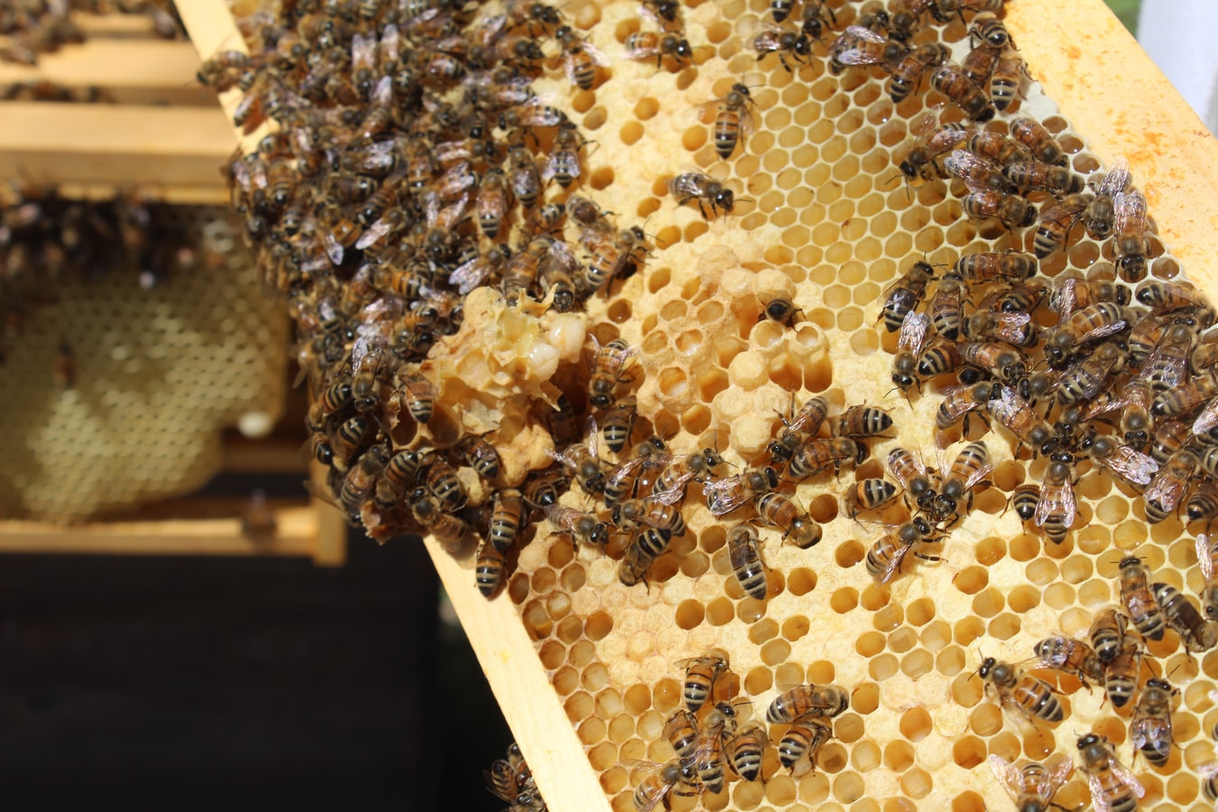 image intérieur de la ruche avec les abeilles